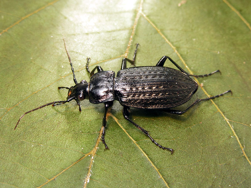 Carabidae: Carabus granulatus, femmina